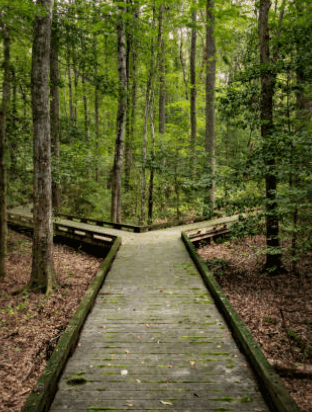 Path in forest dividing in two symbolizing the power of choice